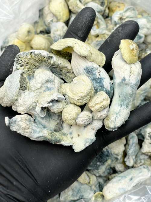 White Rabbit Now Back!