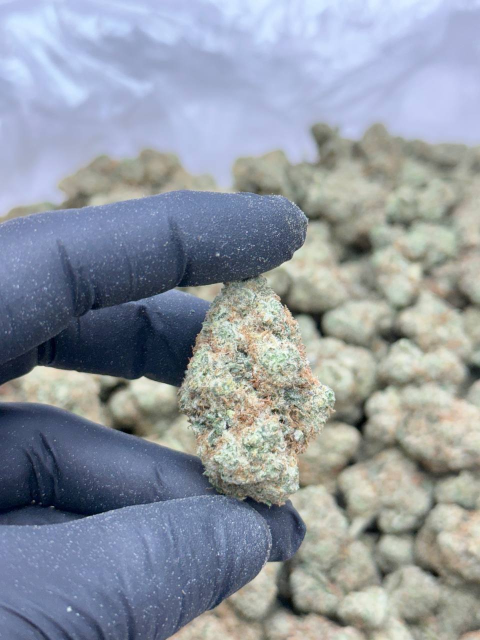 Gary Payton 2 - Image 3