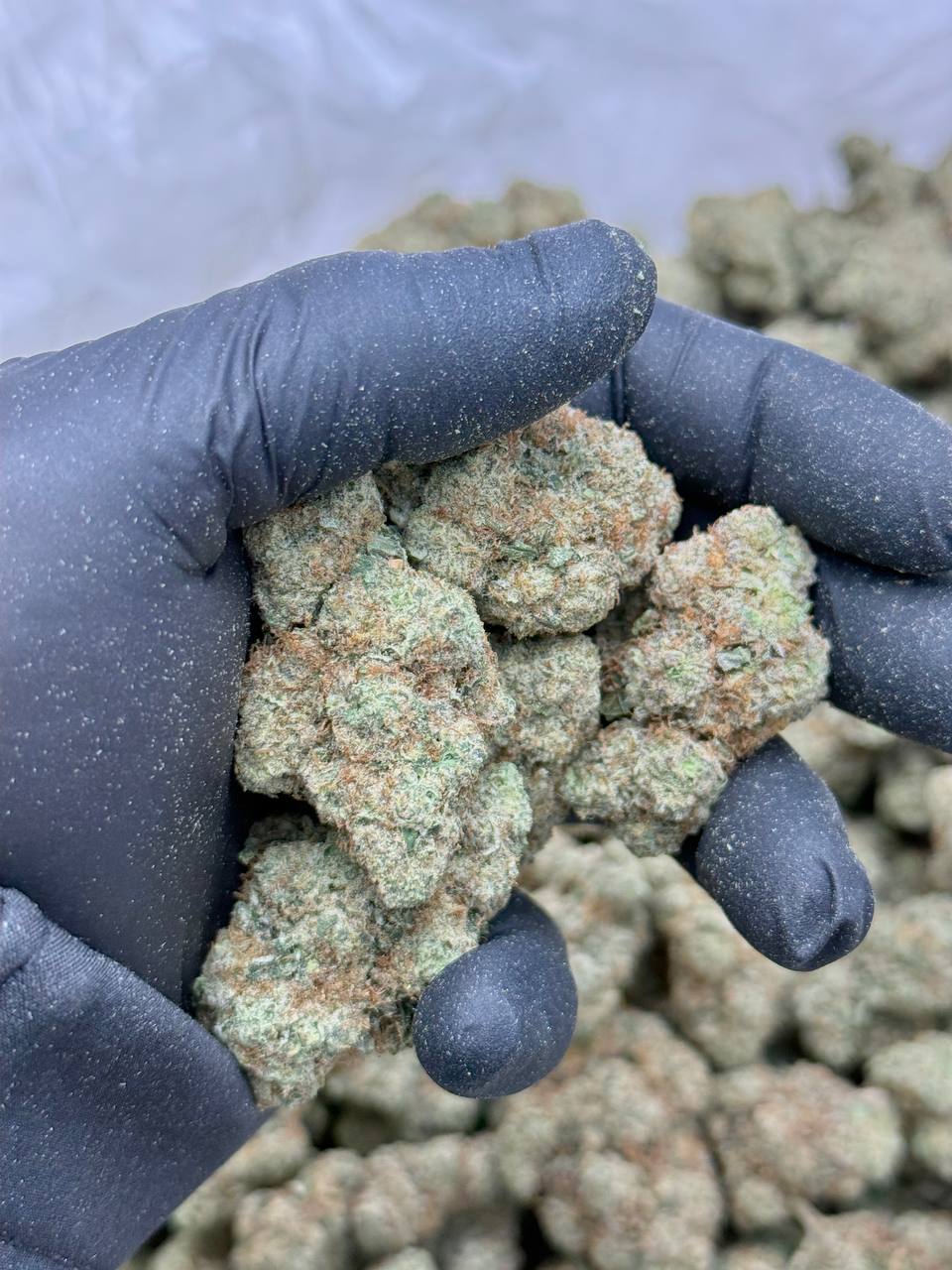 Gary Payton 2 - Image 4