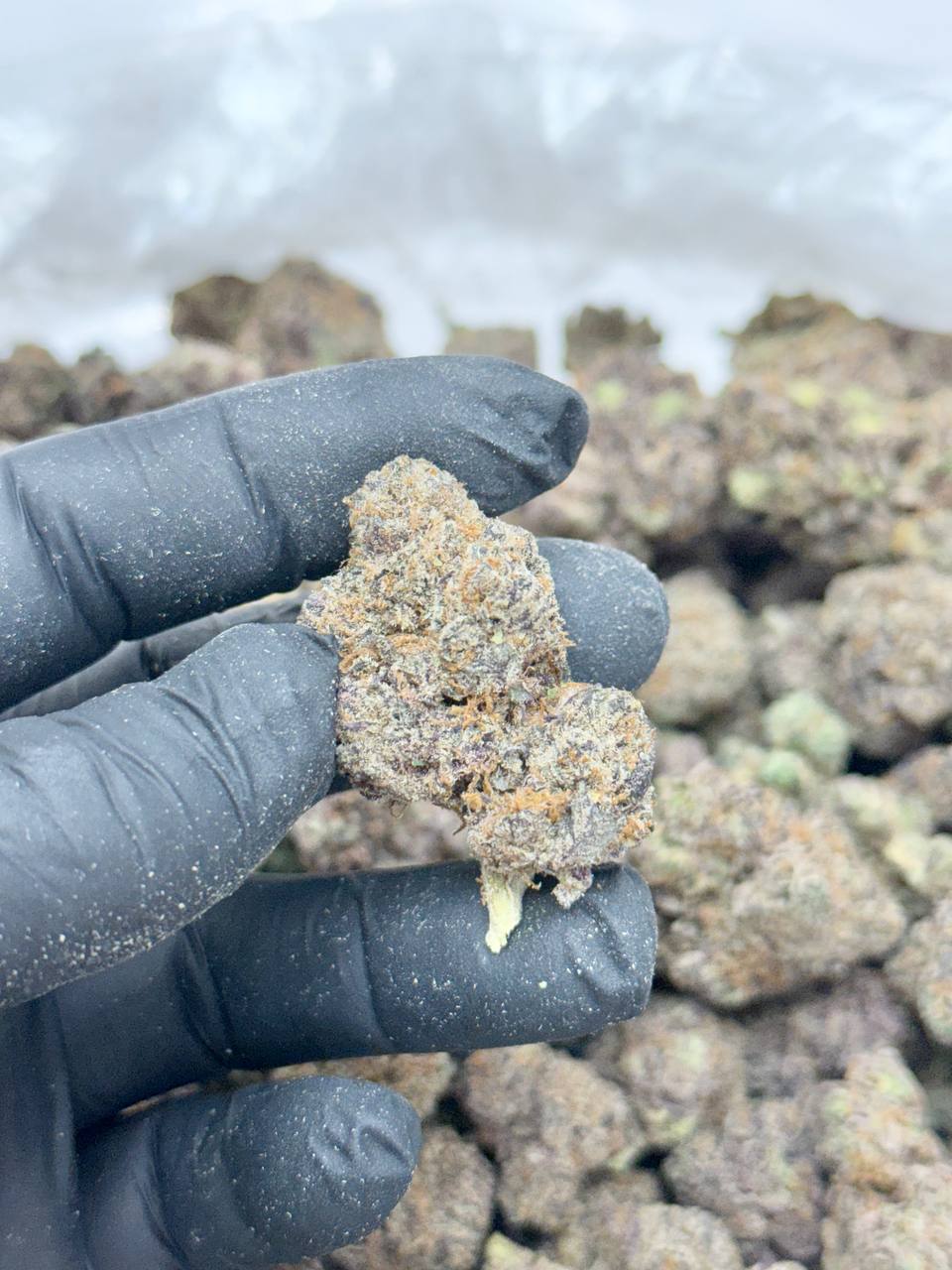 Purple Oreo - Image 4