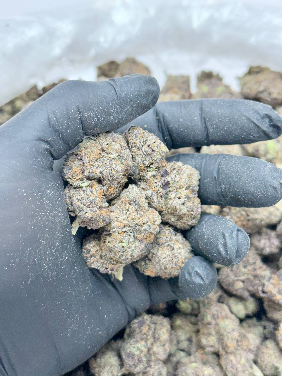 Purple Oreo - Image 2