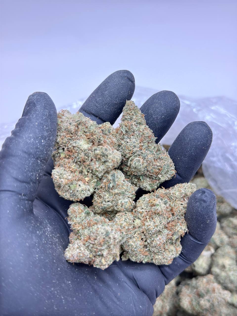 Super Sour Haze -Premium Living Soil - Image 3