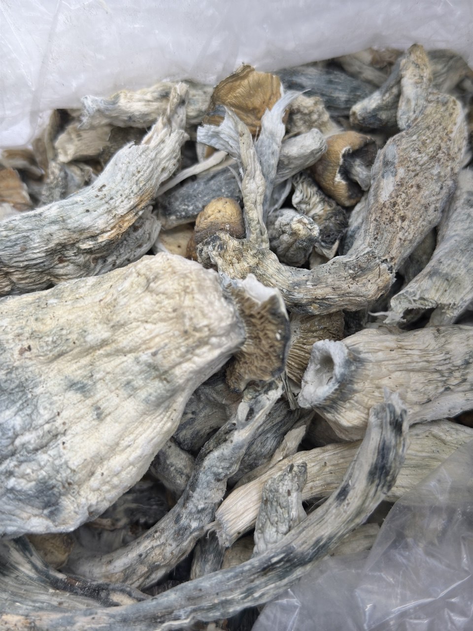 Bluey Viton - Image 3