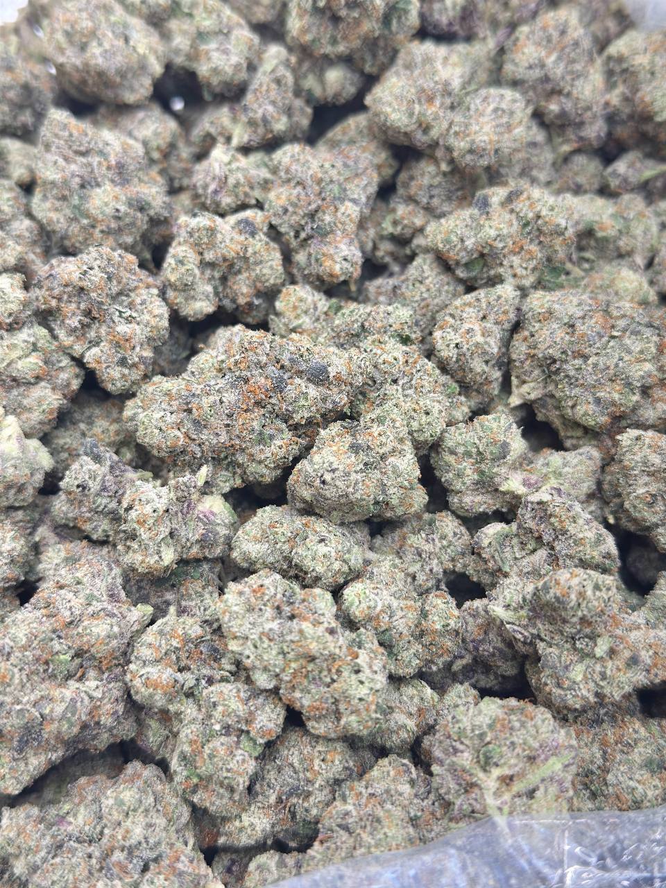 Black Domina - Image 3