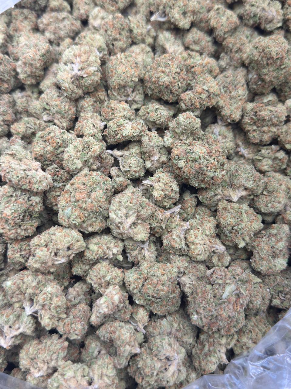 Ginger Dawg - Image 3