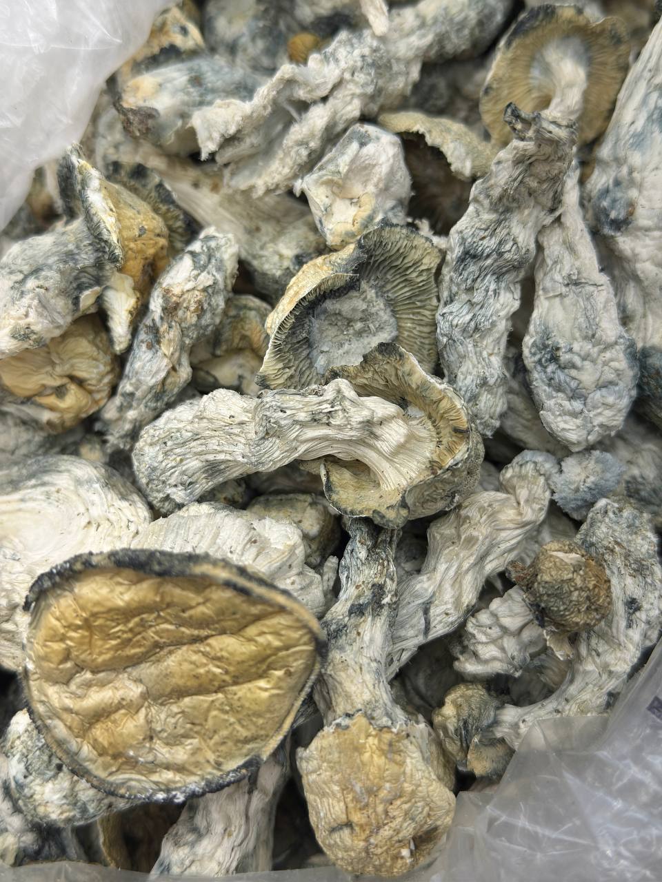 Roger Rabbit - Image 2