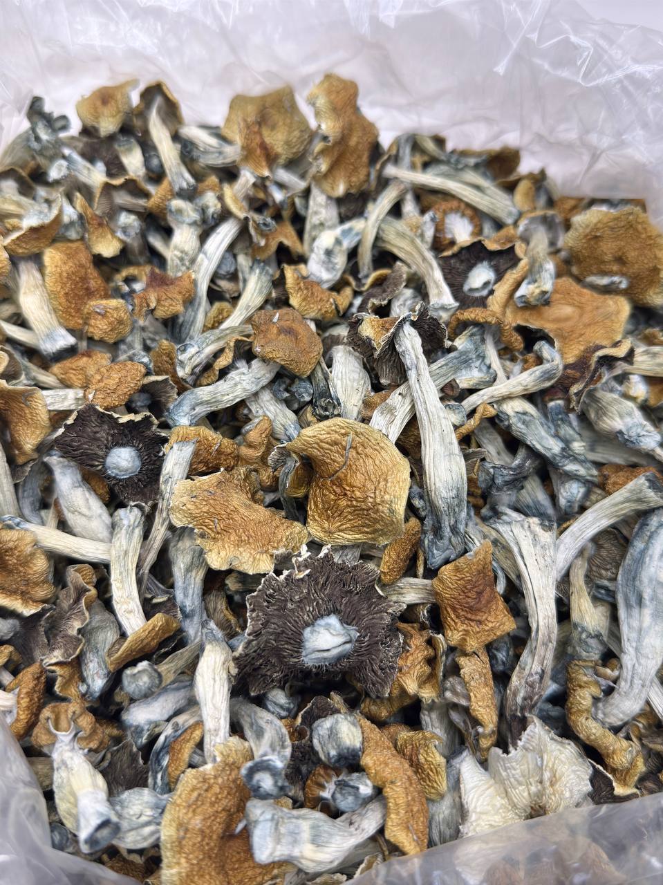 Hill Billy Pumkin - Image 2