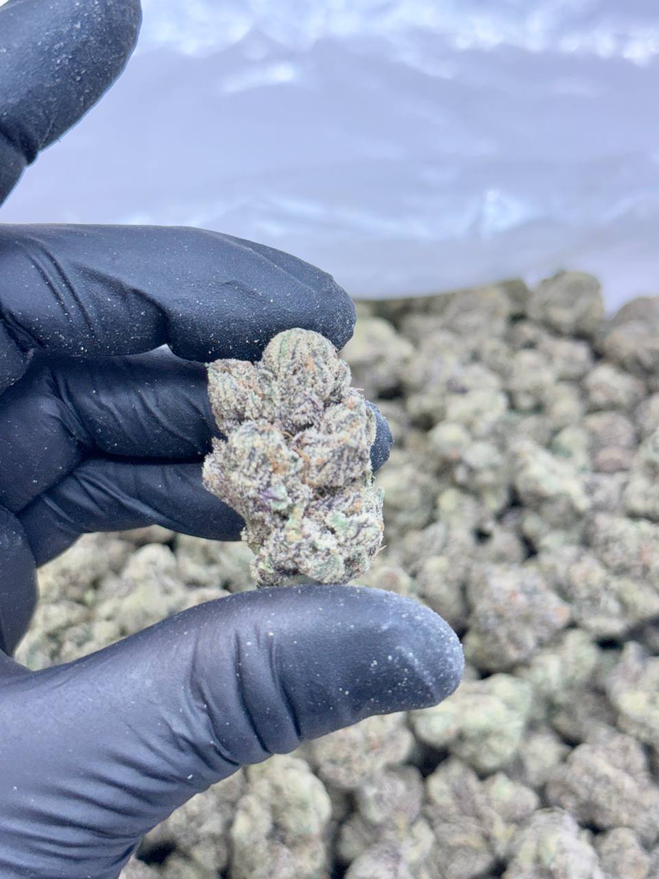 Blue Andeeze V2 - Image 3