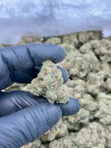 Motor Breath #15 -Living Soil