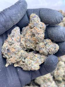 Lemon Zephyr -Living Soil