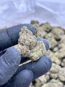 Blueberry Jam- Living Soil