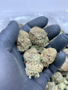 Platinum Kush BUDGET now back