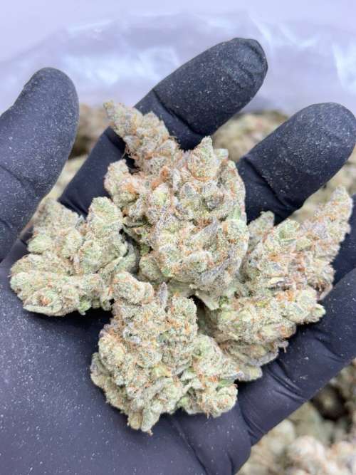 Sour Tropical Skittlez -Living Soil - Lucky's Favorites Pick!