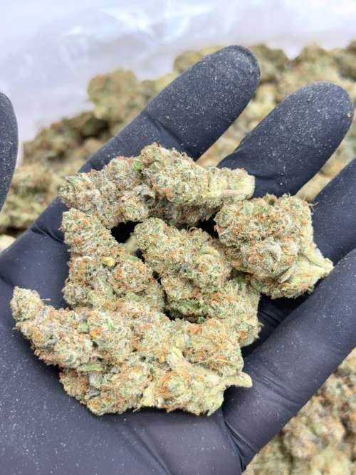 Jack Wreck-Premium Living Soil