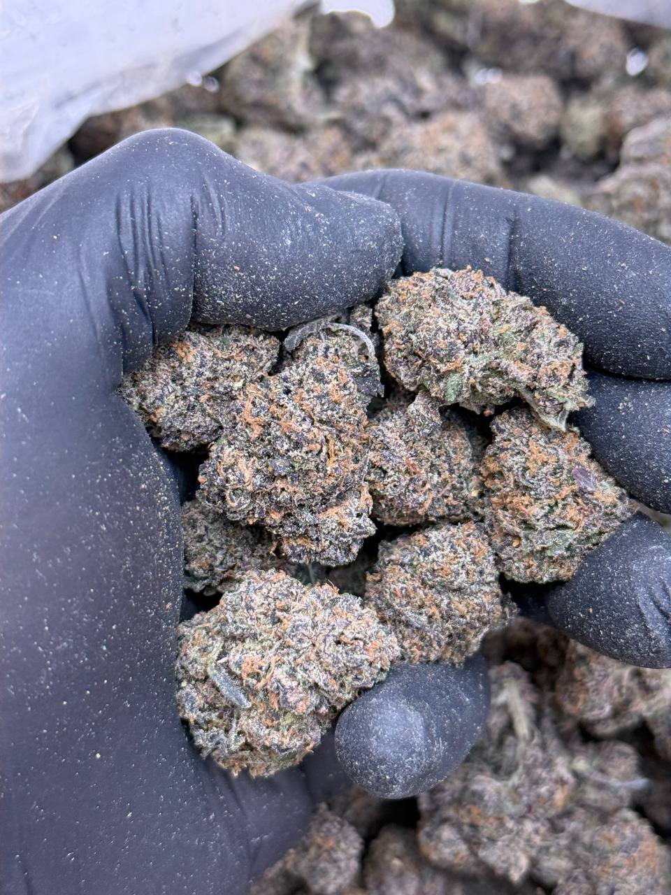 Blackberry BUDGET - Image 4