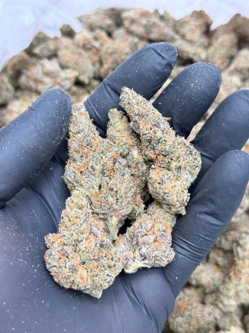 Purple Haze -Living Soil