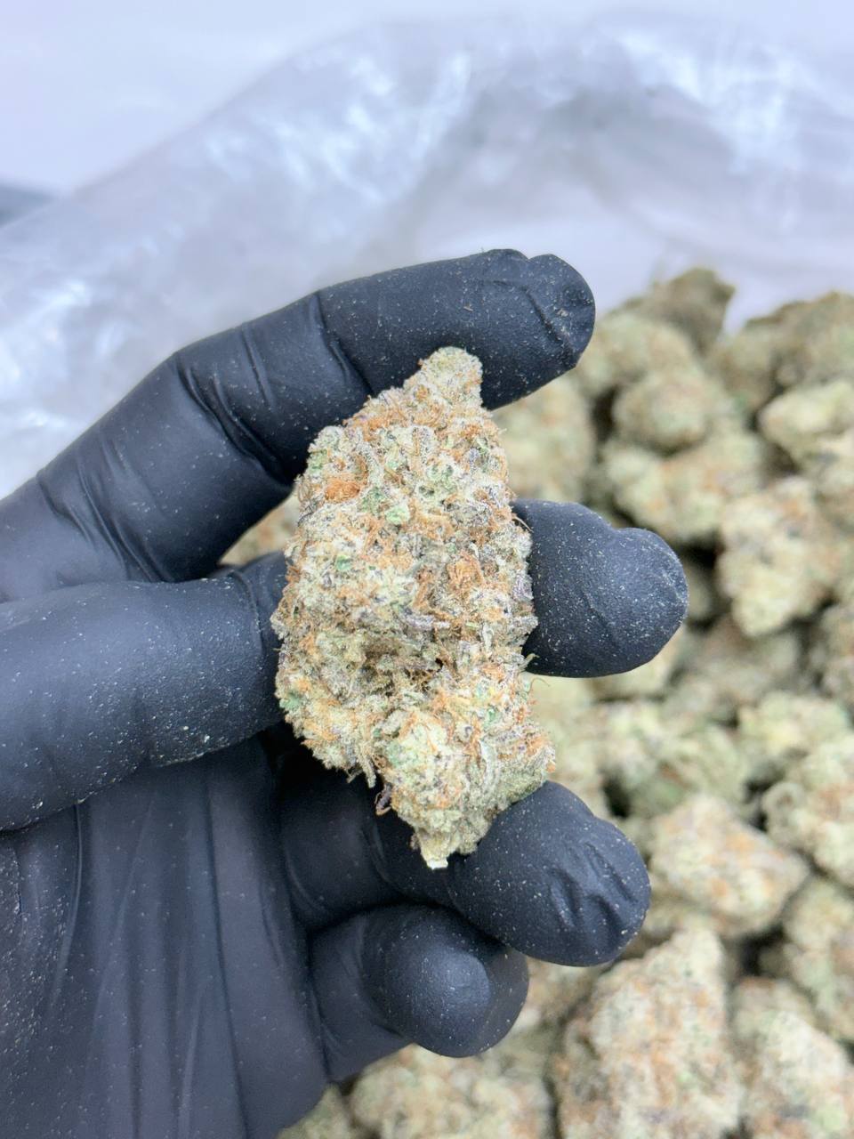 Cannalope Haze -Living Soil - Image 3