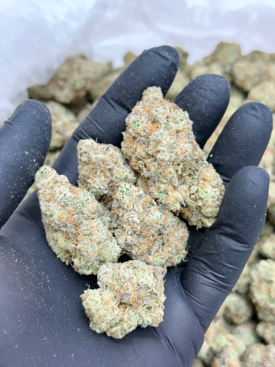 Cannalope Haze -Living Soil - Image 4