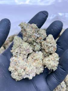 Wild Zombie -Living Soil