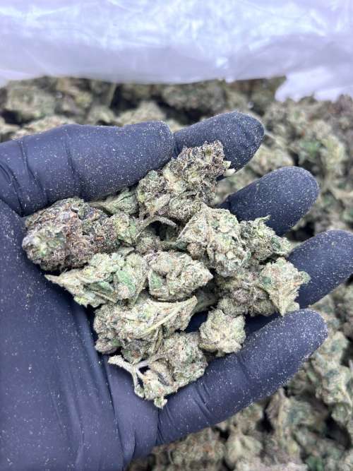 Sour Sherbert -BUDGET 150