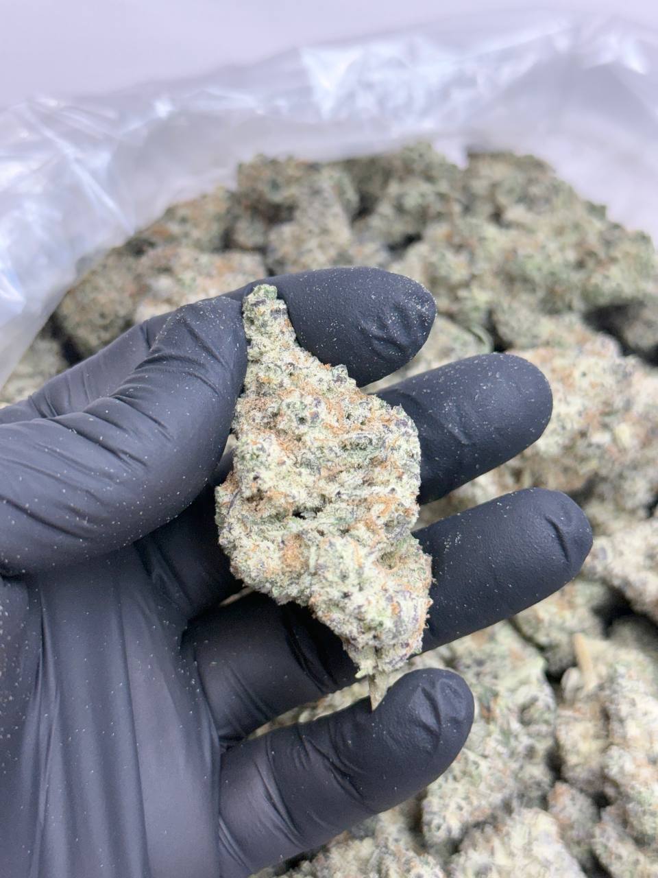 Black Widow - Image 4