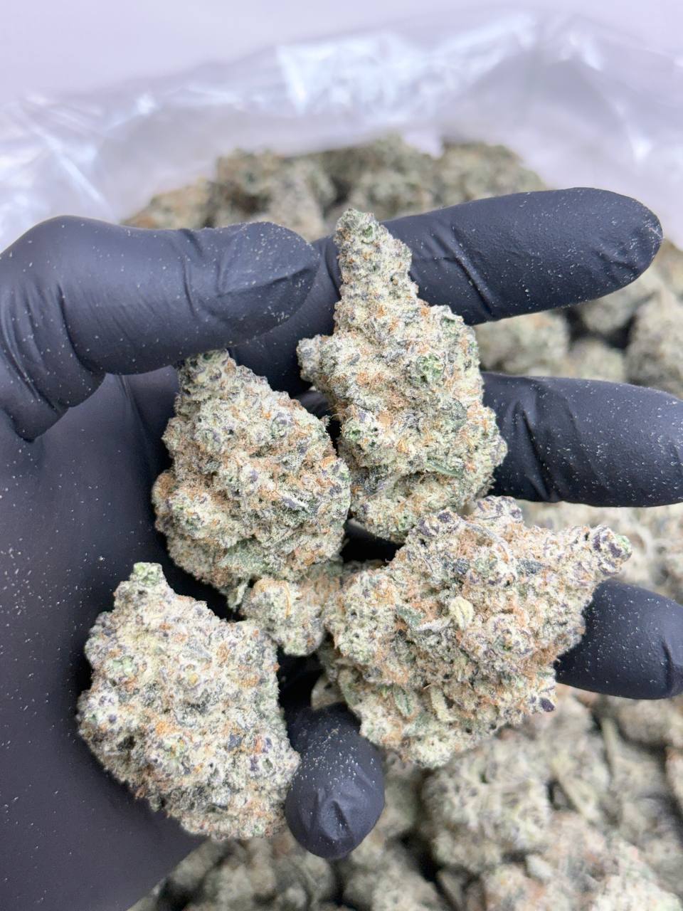 Black Widow - Image 2