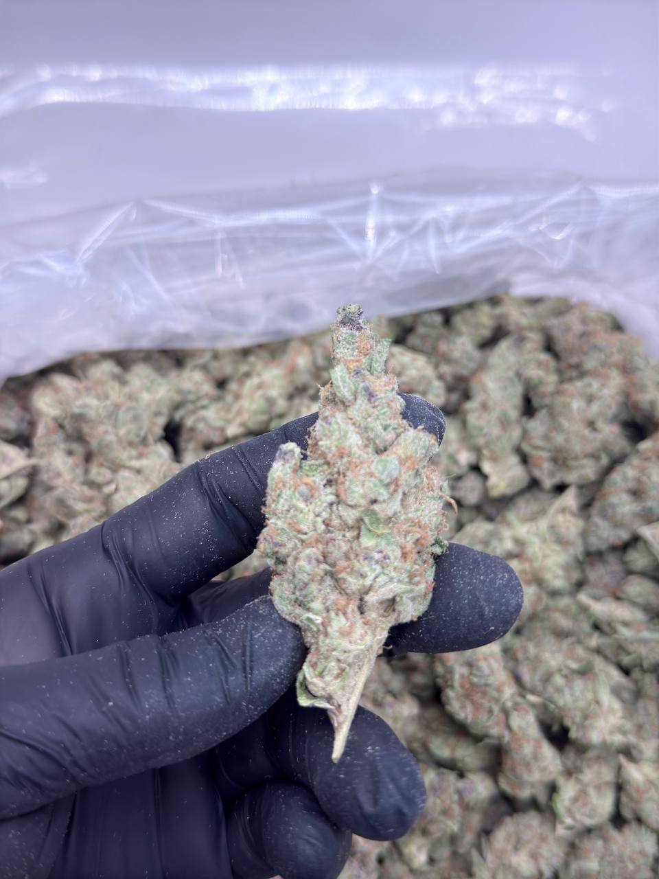 Tropicana Haze - Image 2