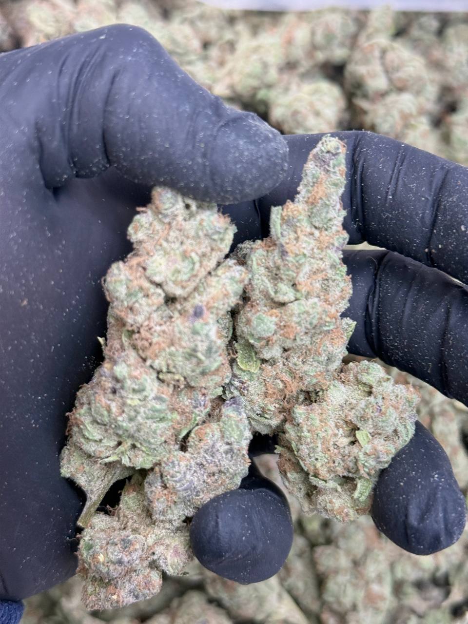 Tropicana Haze - Image 4