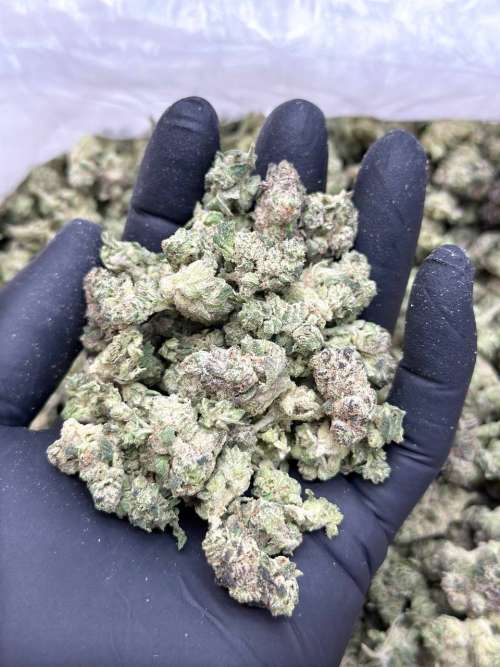 LA Coma Premium smalls