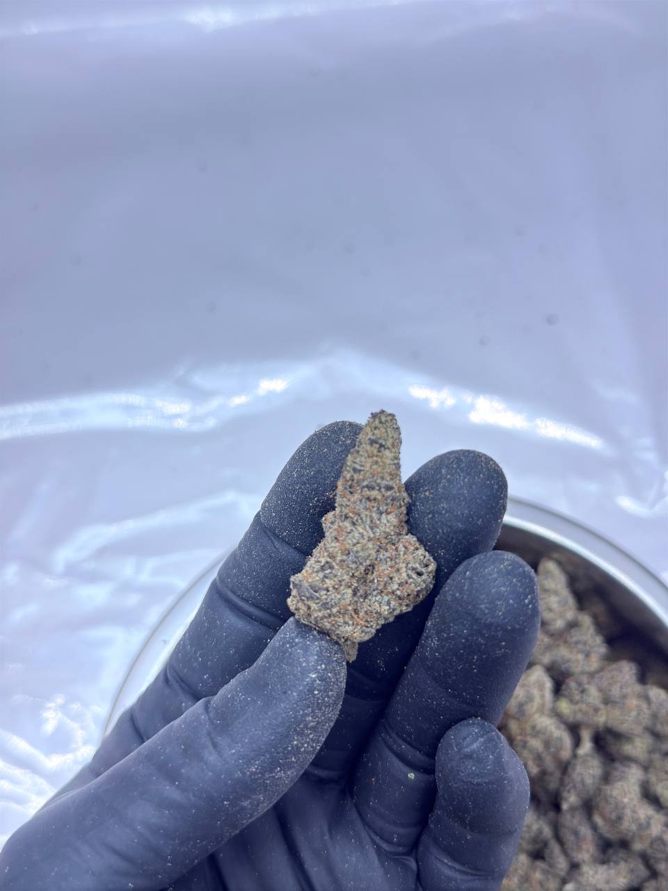 Tropicana Citrus - Image 3