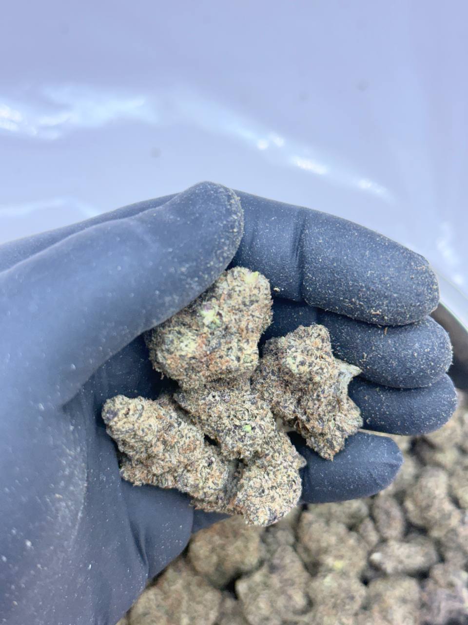 Tropicana Citrus - Image 5