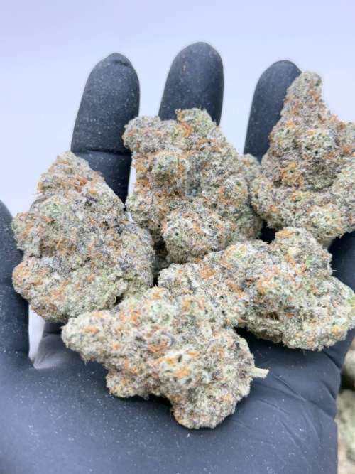 Mac Daddies -Living Soil -Lucky's Favorites Pick