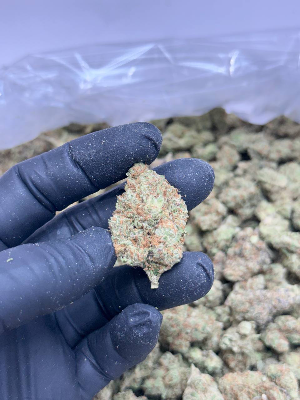 Sativa Bliss - Image 4