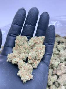 Sativa Bliss