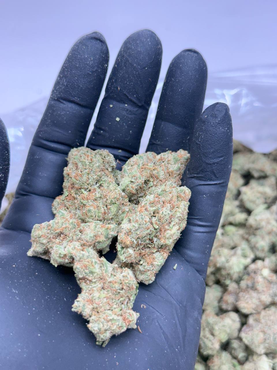Sativa Bliss