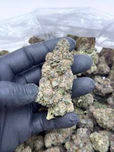 Gas Runtz