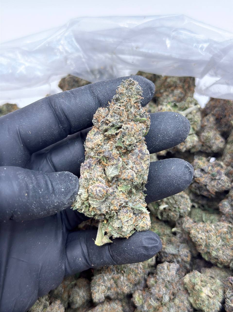 Gas Runtz