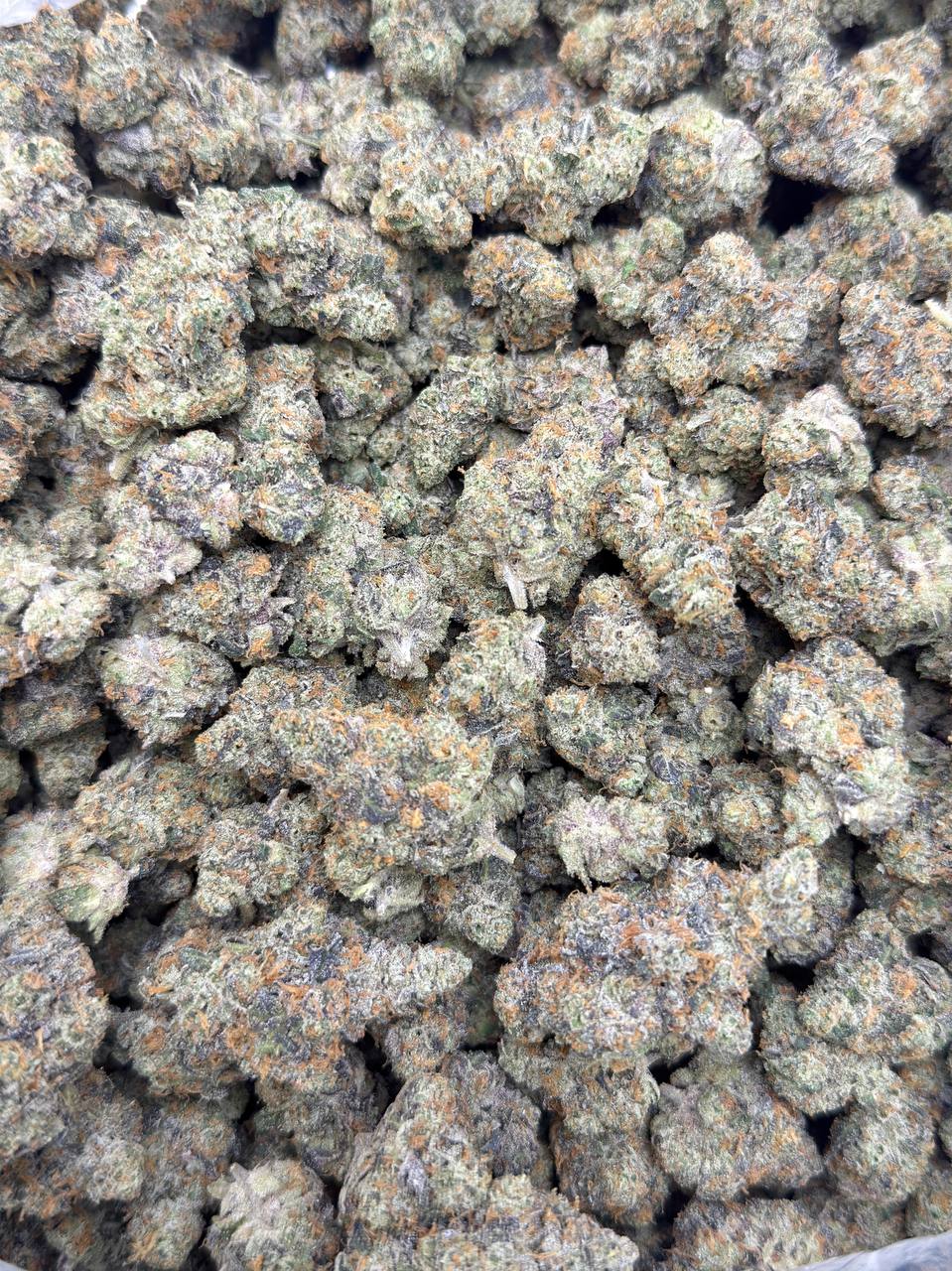Georgia Velvet - Premium Living Soil - Image 3