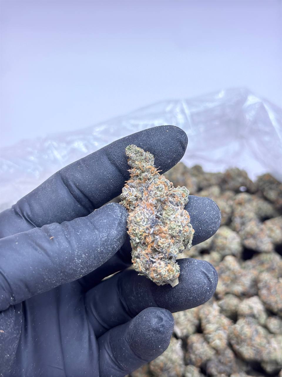 Georgia Velvet - Premium Living Soil - Image 2