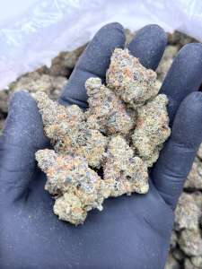 Georgia Velvet - Premium Living Soil