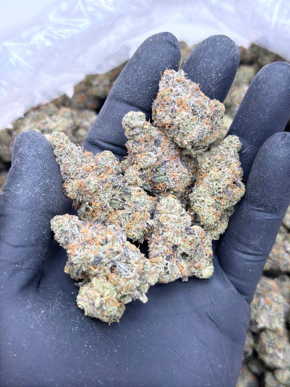 Georgia Velvet - Premium Living Soil