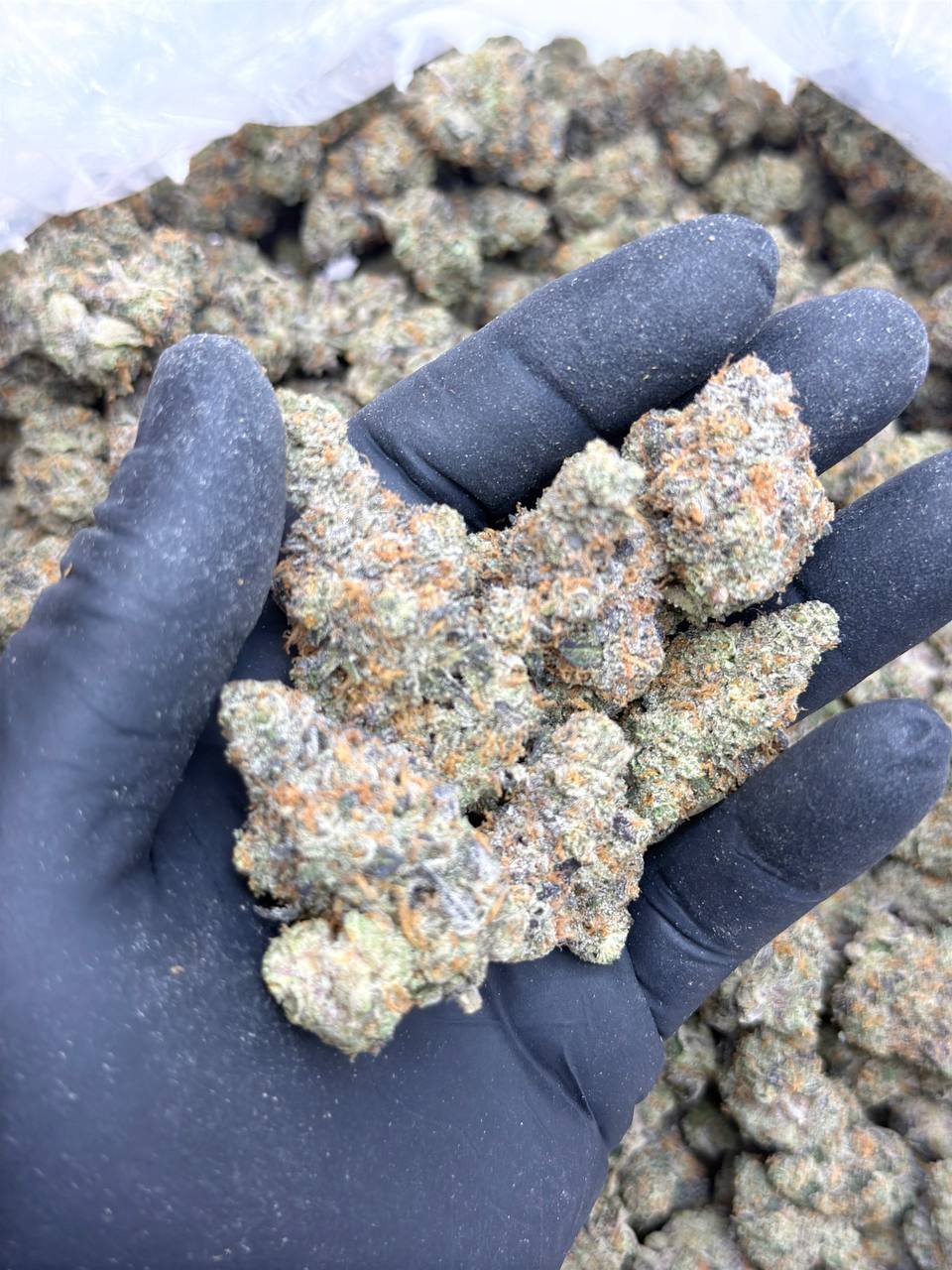 Georgia Velvet - Premium Living Soil - Image 4