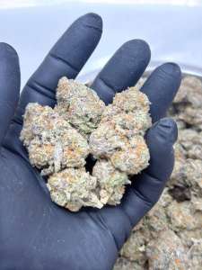 Iced Widow