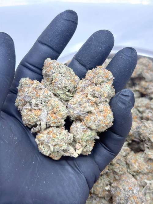 Iced Widow
