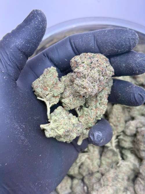 Jelly Cocktail- BUDGET 180 oz