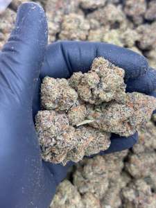 Lemon Zephyr -Premium Living Soil