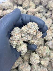 The Menthol -Living Soil -Lucky's Favorites Pick