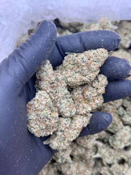 Galactic Gas -Premium Living Soil