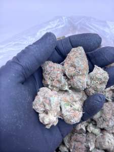 Agent Orange