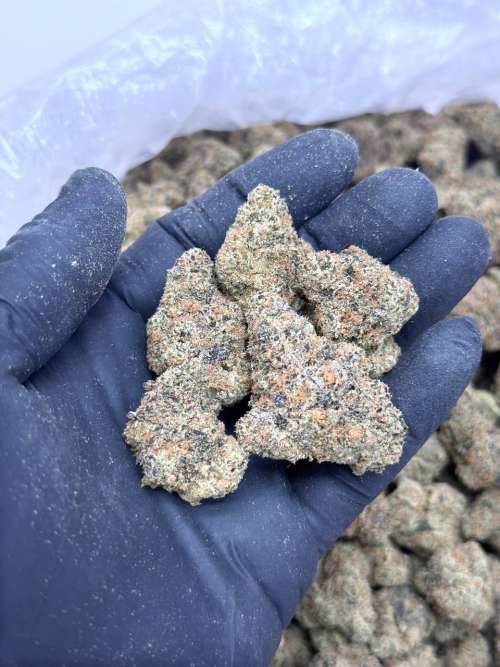 Lazer Gun Living Soil